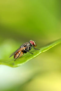 Close-up of fly on leaf
