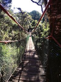 View of bridge in forest