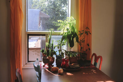 Potted plant on table at home