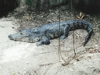 View of starfish on sand
