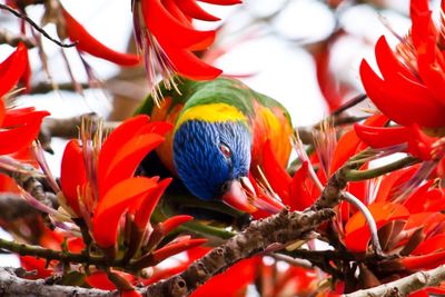 Close-up of red flower