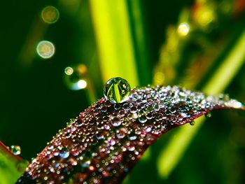 Close-up of water drops on plant