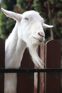 Close-up of goat