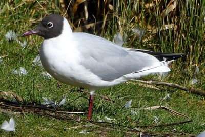 Close-up of seagull perching on land