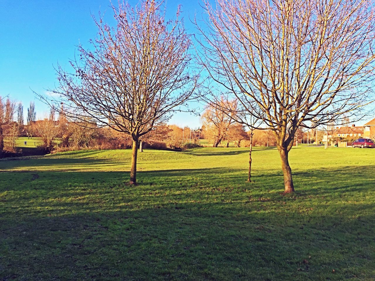 tree, grass, bare tree, blue, field, clear sky, tranquility, landscape, grassy, sky, tranquil scene, nature, branch, shadow, tree trunk, beauty in nature, scenics, sunlight, park - man made space, day