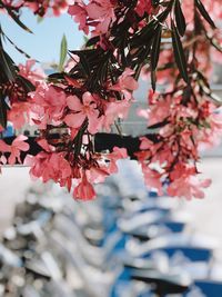 Close-up of cherry blossoms in spring