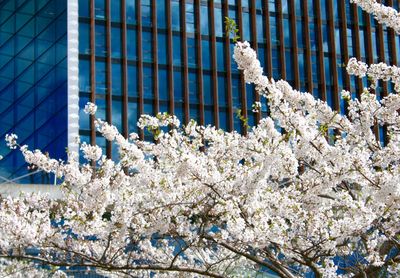 Cherry blossoms in spring against building