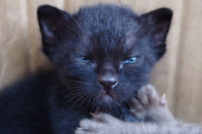 Close-up portrait of a cat