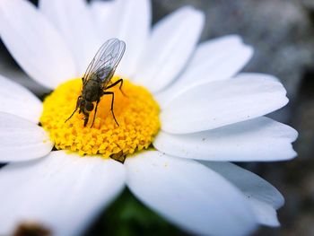 Close-up of insect on yellow flower