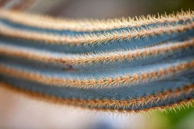 Detail shot of plants