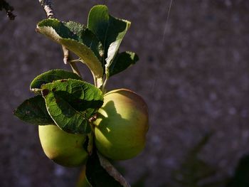 Close-up of lemon growing on tree