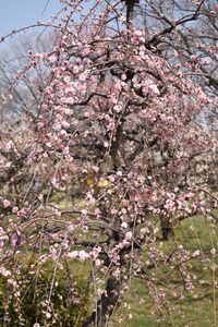 Low angle view of cherry blossom tree