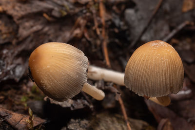 fungus