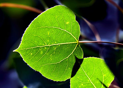 Close-up of green leaves