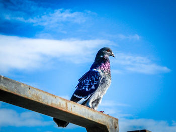 Low angle view of birds against blue sky