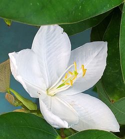 Close-up of lotus blooming outdoors