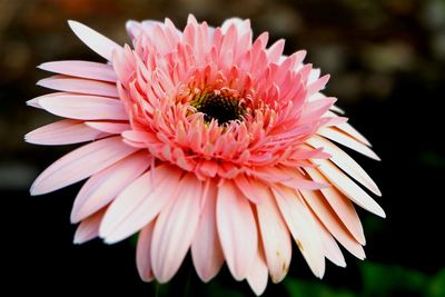 Close-up of pink gerbera daisy blooming outdoors