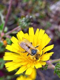 Close-up of bee on yellow flower