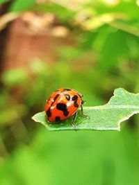 Close-up of ladybug on leaf