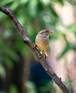 Shallow depth of field, isolated image of a female sparrow on tree branch with green background.