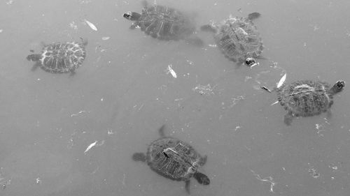 High angle view of turtles swimming in water