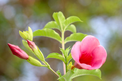 Close-up of pink flowering plant