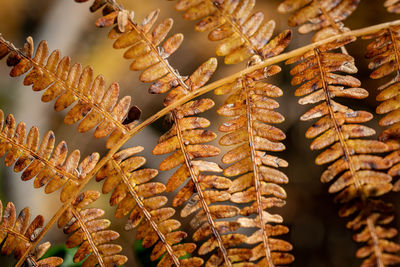 A macro image of leaves going brown as autumn comes closer