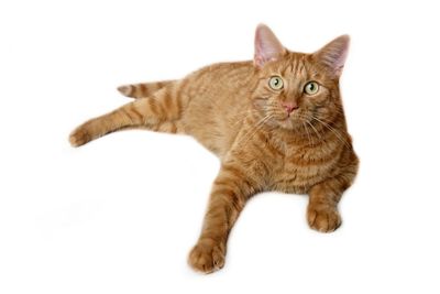 Portrait of ginger cat against white background