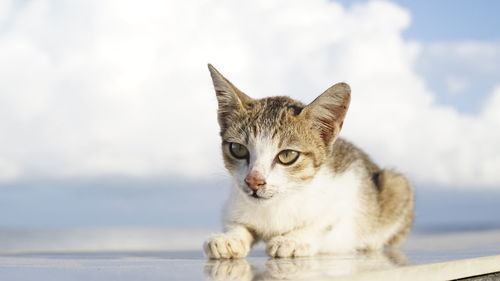 Cat looking away on retaining wall