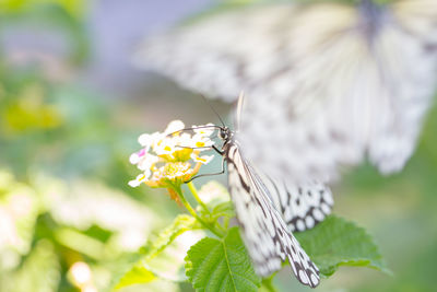 Close-up of butterfly pollinating on flower