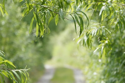 Close-up of fresh green leaves