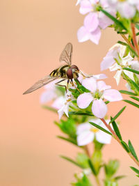 Close-up of butterfly pollinating on flower