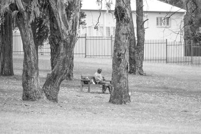 Trees in park against buildings