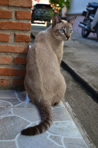 Cat sitting outdoors