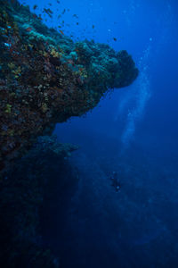 View of coral swimming in sea