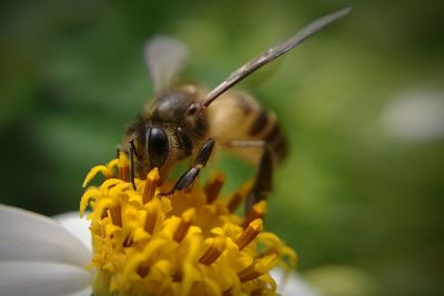 Close-up of honey bee pollinating on flower