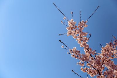 Low angle view of cherry blossom tree against blue sky