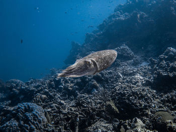 Man swimming in sea