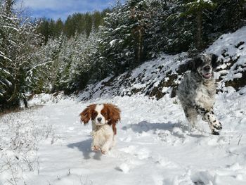 Dogs just wanna have fun in the snow - two active purebred dogs at wintertime