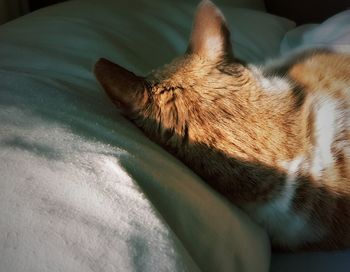 Close-up of cat sleeping on bed
