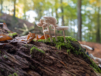 Close-up of mushroom growing on tree trunk