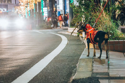 Miniature pinscher standing on sidewalk in city at night