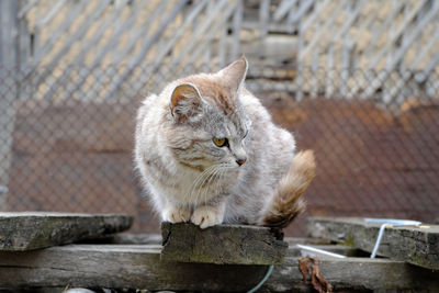 A fluffy gray country cat looks away with large yellow-green eyes. selective focus.