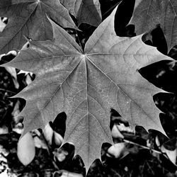 Close-up of maple leaves