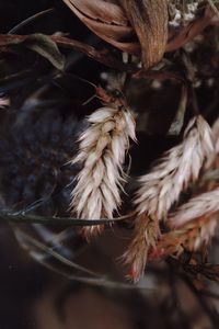 Close-up of wilted plant