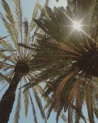 Low angle view of palm trees against sky