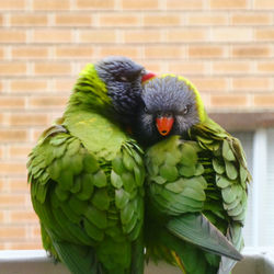 Close-up of parrot on wall