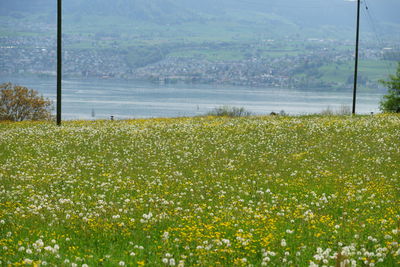 Scenic view of grassy field against cloudy sky