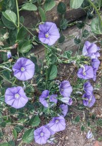 Close-up of purple flowers blooming in field