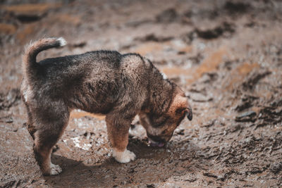 High angle view of dog standing in mud